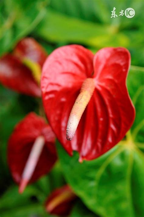 紅掌種植方法